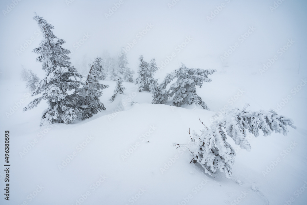 Obraz premium Winter forest