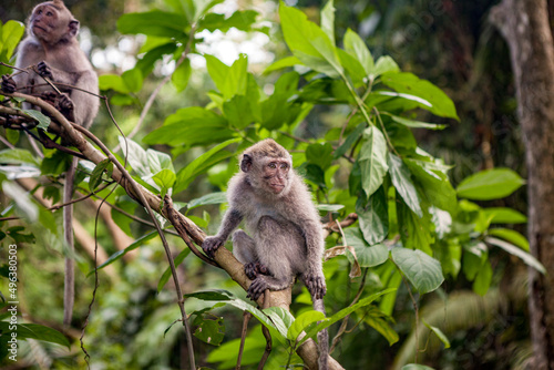 Couple of monkey macaque on tree branch