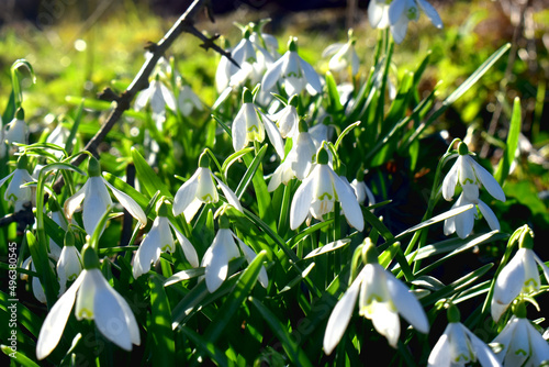 Beautiful white snowdrop flowers blooming against sunlight on nature blurred background with copy space. Beautiful spring flowering ( Galanthus ) in garden in UK.