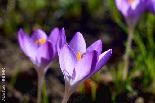 Closeup of  Purple crocus flowers blooming against sunlight on green grass blurred background  beautiful flowering in sunshine day spring garden UK. Nature background.