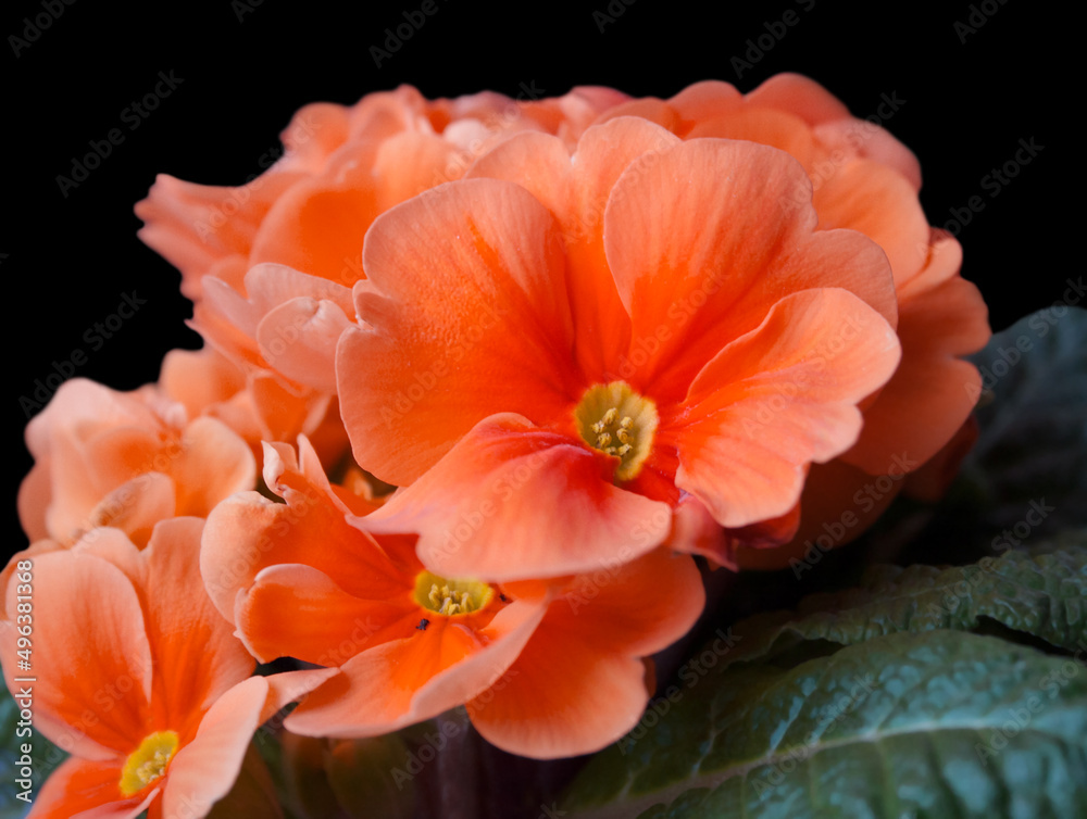 Large-flowered group of spring primroses in salmon color. Flowers prosenka orange balcony pansy and garden plant. Black background. Large-flowered group of spring primroses in salmon color. Flowers prosenka orange balcony pansy and garden plant. Black background.
