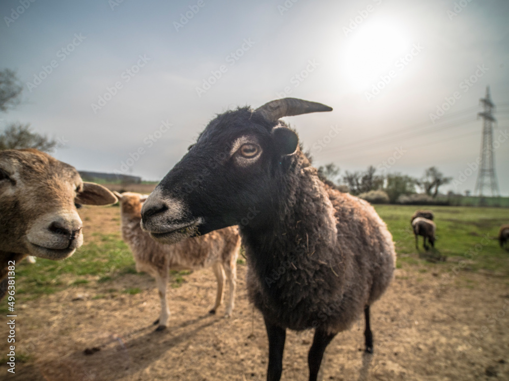Obraz premium Kleine Herde Schafe auf der Weide im Frühjahr