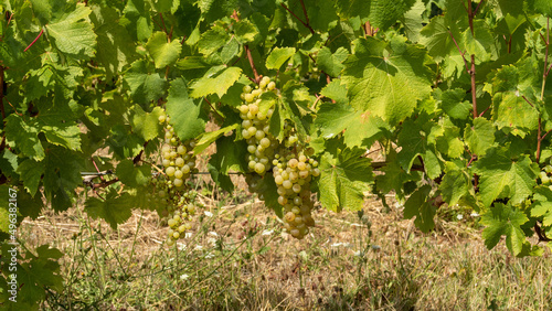 Grappes de raisins