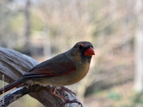 Nesting Time Again - Wary Female Northern Cardinal