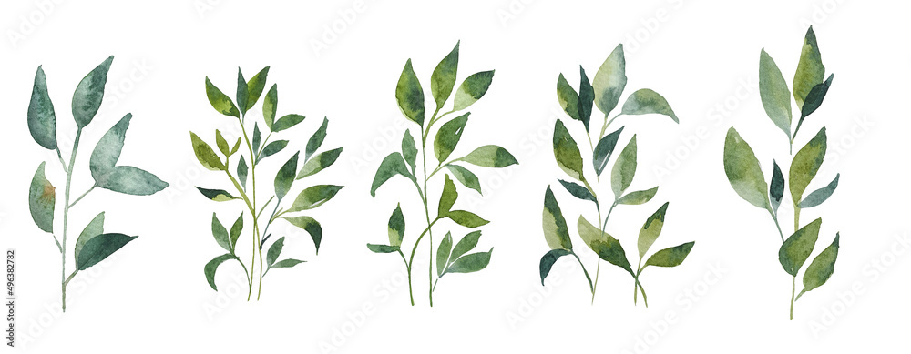 Set of watercolor design elements, branches, leaves, eucalyptus, painted in watercolor, botanical illustration isolated on transparent background.
Set of watercolor design elements, branches, leaves, eucalyptus, painted in watercolor, botanical illustration isolated on transparent background.