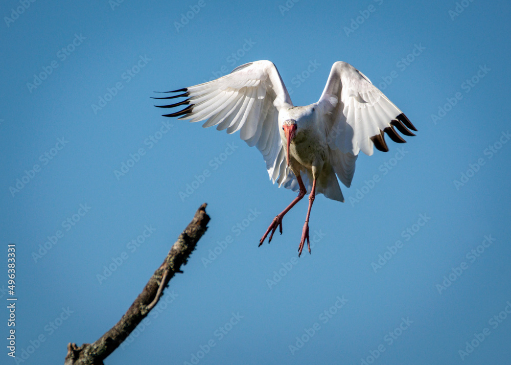 Fototapeta premium White Ibis coming in for a landing!