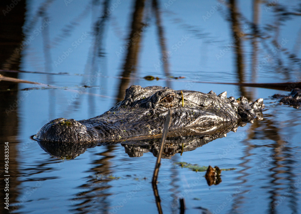 Alligator taking a look during a slow swim at Brazos Bend State Park in Texas! Alligator taking a look during a slow swim at Brazos Bend State Park in Texas!