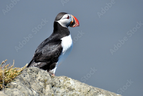 Atlantic Puffin (Fratercula arctica) standing on cliff, blue ocean with white foam from waves and black beach as background, Iceland © vp3k