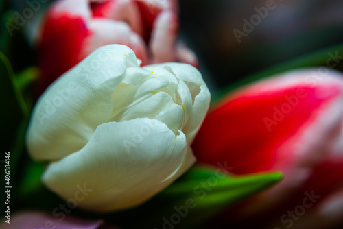 White and red tulips in a bouquet