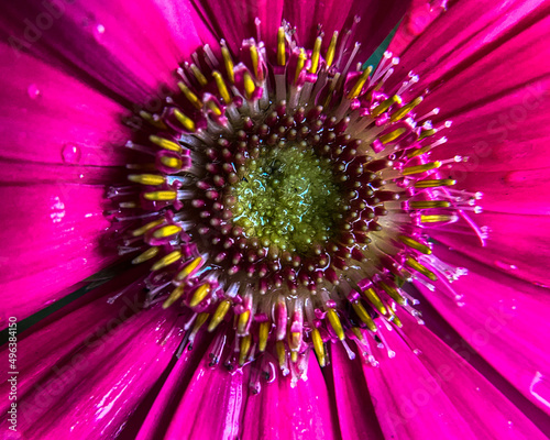 Close-Up of Pink Gerbera Daisy With Water Drops