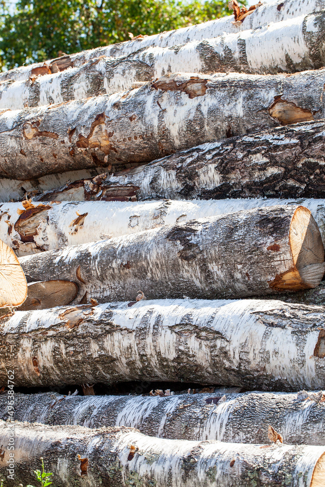 harvesting birch wood for use in the woodworking industry harvesting birch wood for use in the woodworking industry