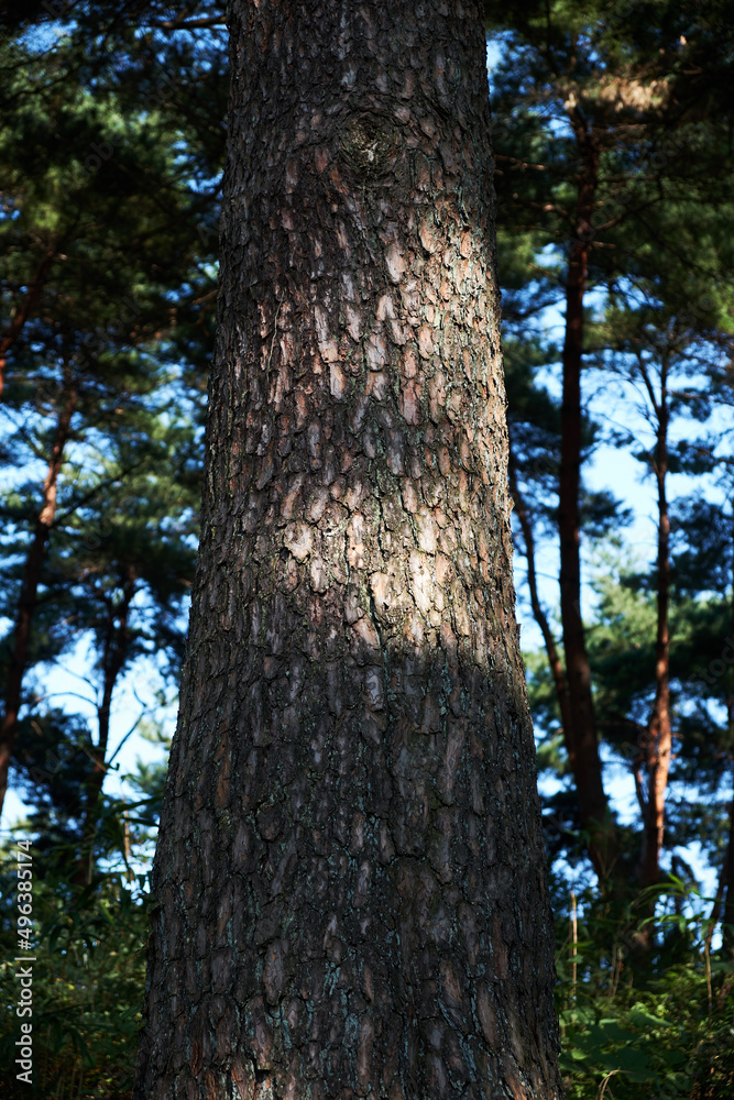 Pine tree that can be seen in Korea.
Pine tree that can be seen in Korea.