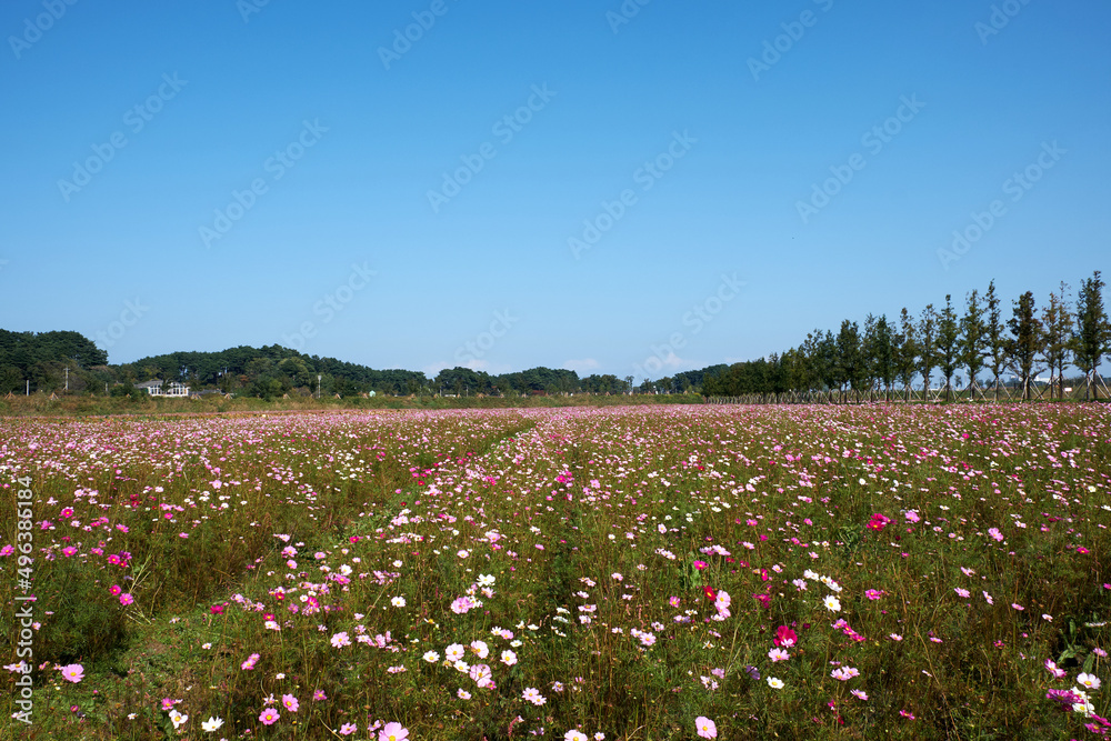 Cosmos flower garden in Gangneung-si, South Korea.
Cosmos flower garden in Gangneung-si, South Korea.
