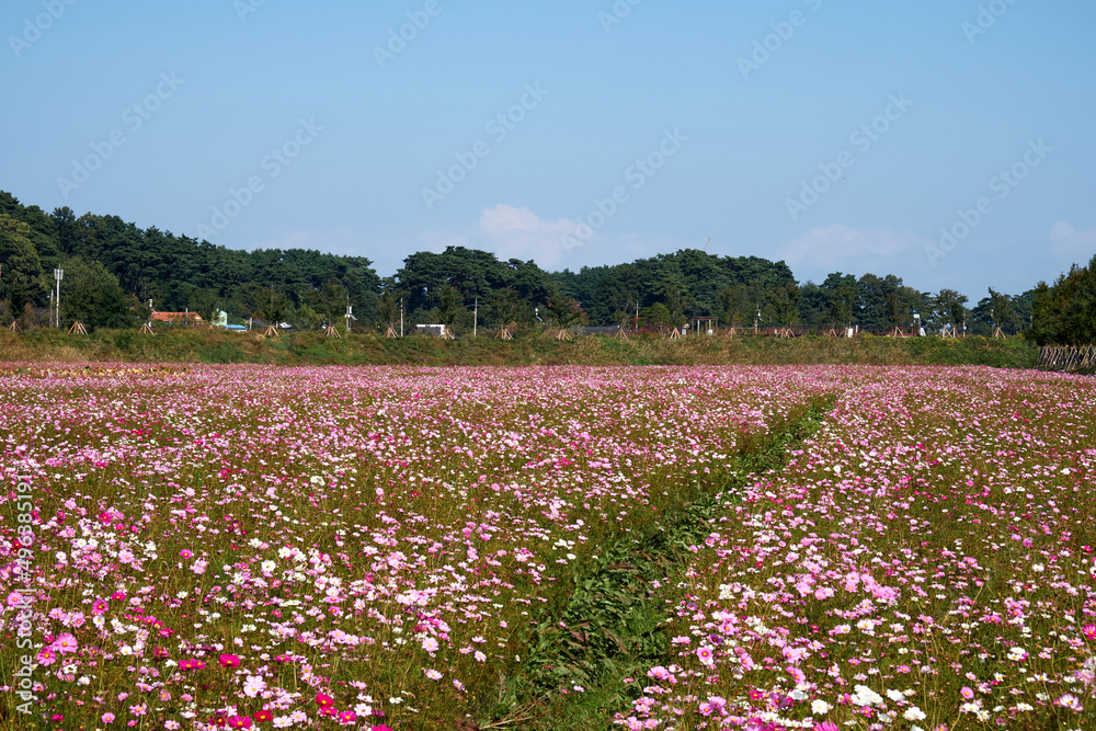 Cosmos flower garden in Gangneung-si, South Korea.
Cosmos flower garden in Gangneung-si, South Korea.