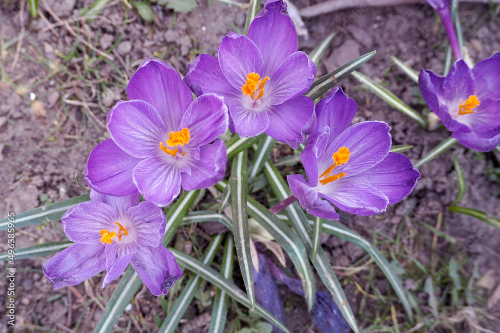 several lilac crocus flowers grow in the park. flowers. view from above. lots of flowers several lilac crocus flowers grow in the park. flowers. view from above. lots of flowers