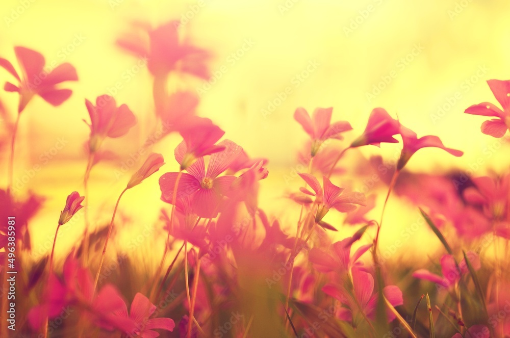 Flores de trébol Flores de trébol