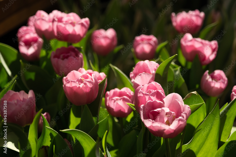 Red tulips with sharp petals. Blooming red tulips on a blurred background. Beautiful flowers as a floral natural background. Variety Red tulips with sharp petals. Blooming red tulips on a blurred background. Beautiful flowers as a floral natural background. Variety