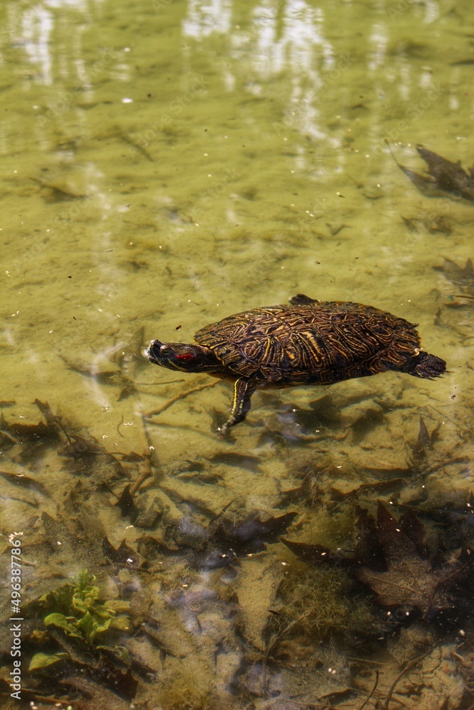 Turtles swim in the Pond