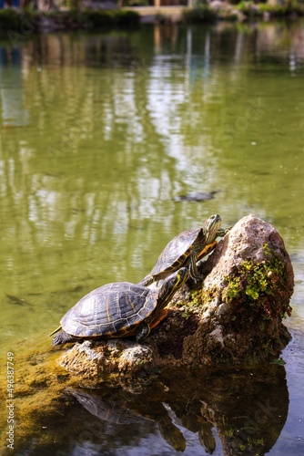 Turtles in the Pond Bask in the Sun on a Stone