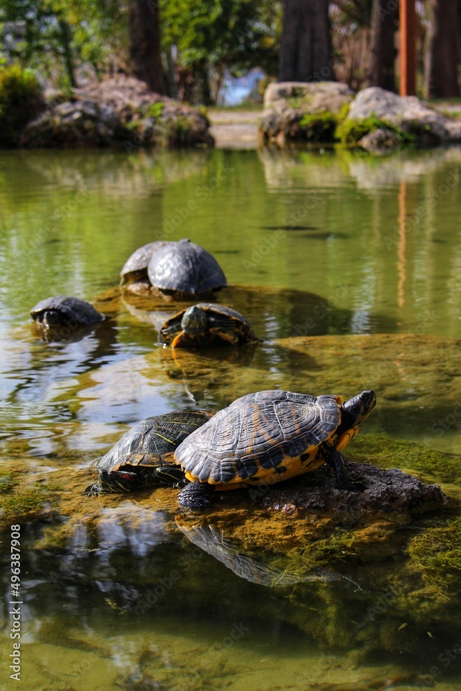 Turtles in the Pond Bask in the Sun on a Stone Turtles in the Pond Bask in the Sun on a Stone