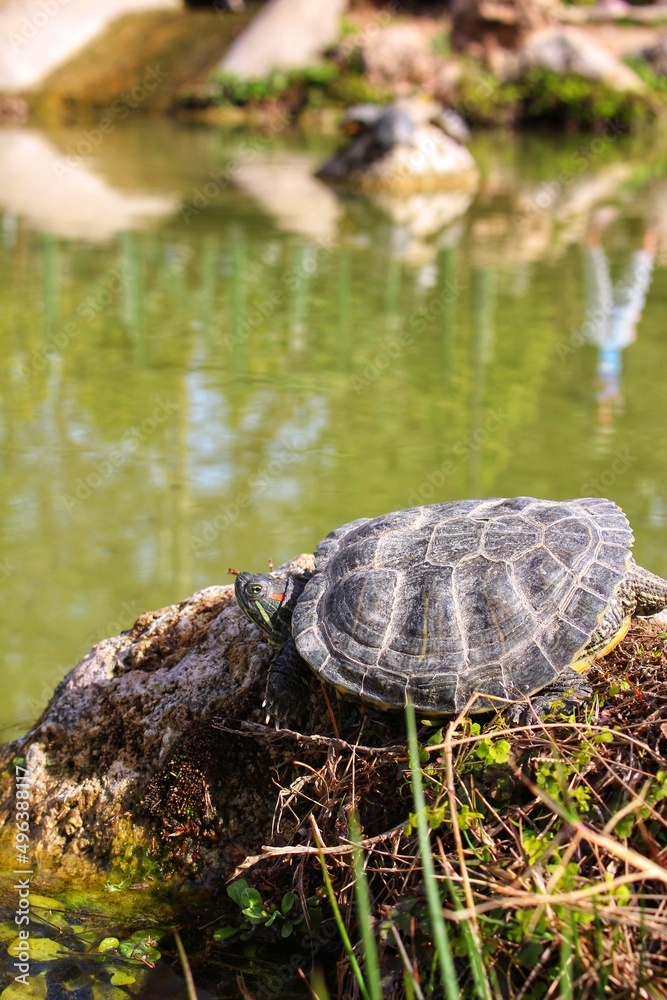 Freshwater Turtle Basking in the Sun on a Stone in the Park Red Eared Slider or Red Eeared Terrapin Freshwater Turtle Basking in the Sun on a Stone in the Park Red Eared Slider or Red Eeared Terrapin
