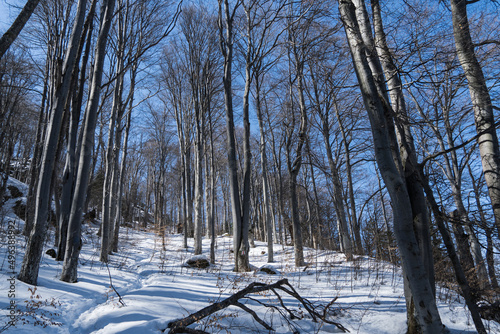 forest in winter, Magura Branului Mountains, Romania  photo