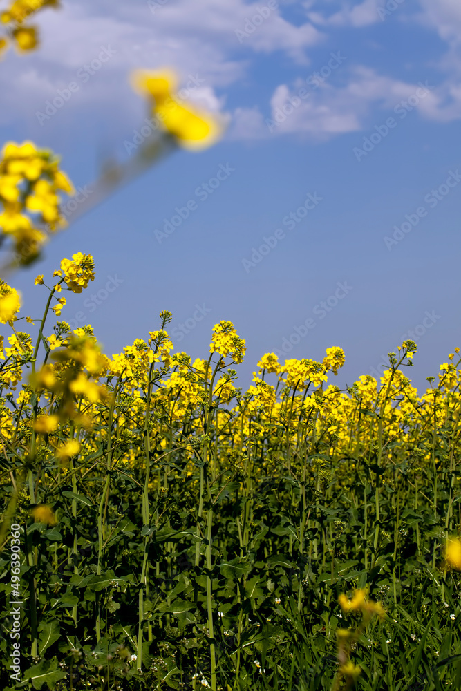 yellow flowering rapeseed in the spring season yellow flowering rapeseed in the spring season