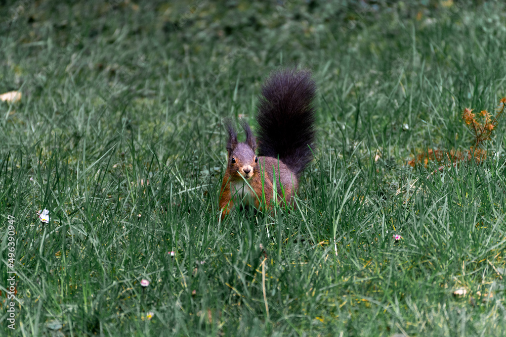 Fototapeta premium Brown squirrel in the grass