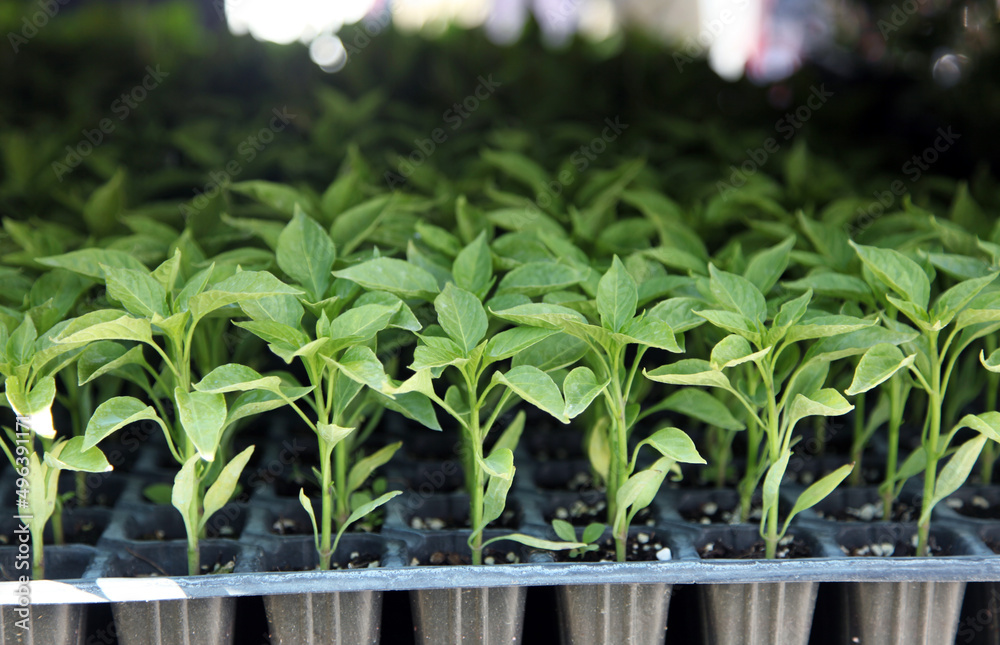 Pepper seedlings. Growing seedlings of sweet pepper in cassettes with organic soil. Pepper seedlings. Growing seedlings of sweet pepper in cassettes with organic soil.