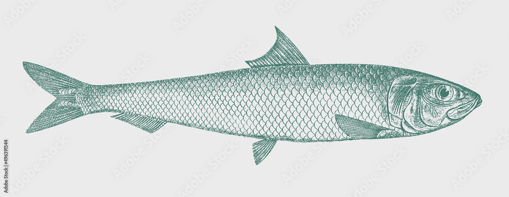 South American pilchard sardinops sagax, food fish in side view