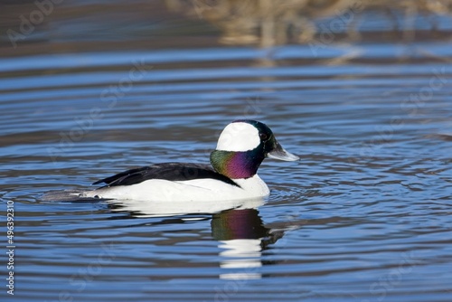 Sideview of male bufflehead duck. photo