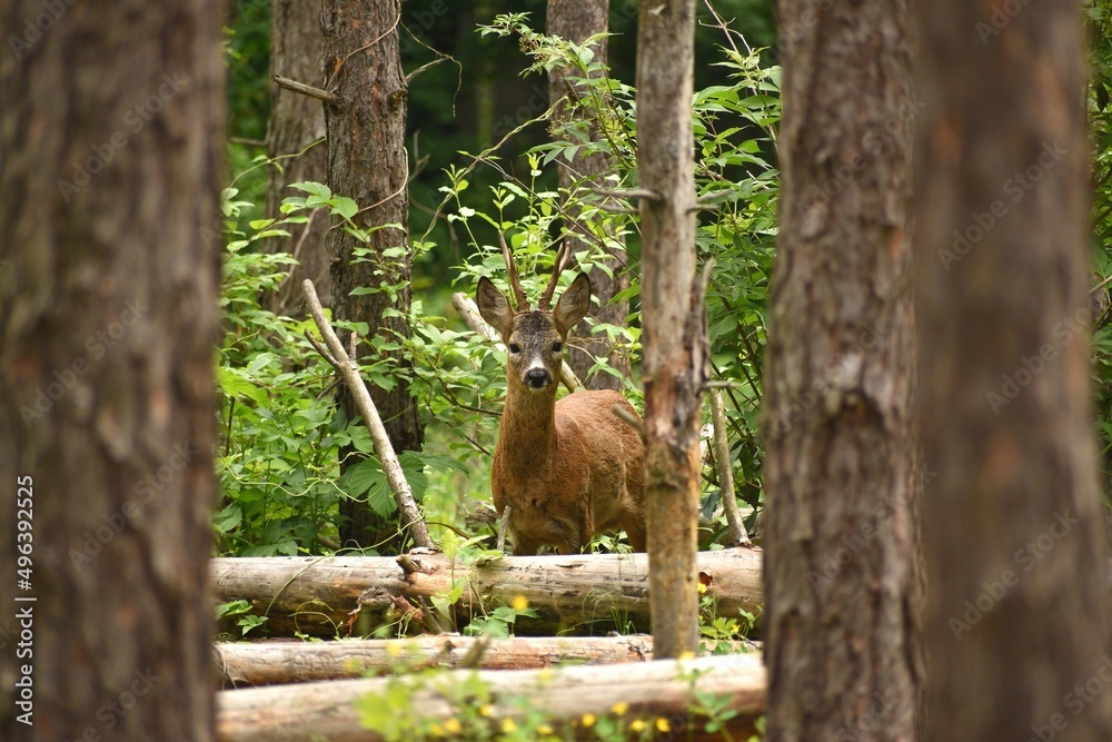 A male wild roe deer stands among the trees in the forest on a spring day outdoors, close-up. European roe deer in the wild, front view.