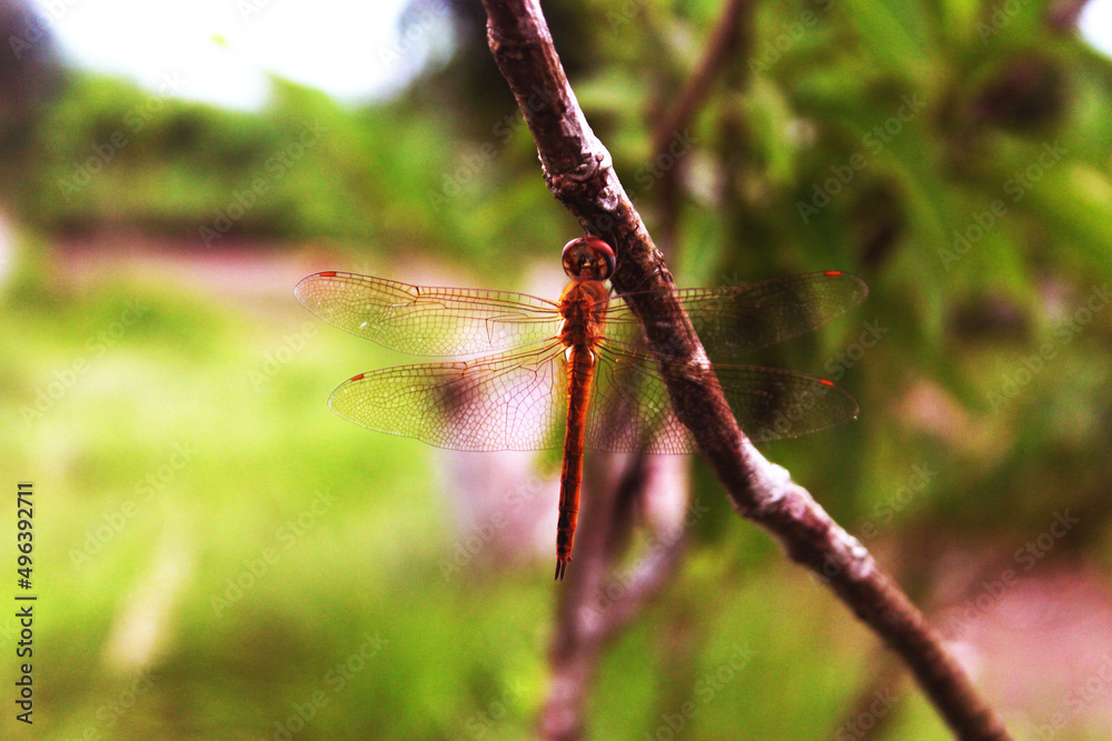 red dragonfly on a branch