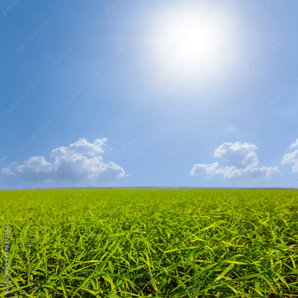 green wide rural fields under a sparkle sun, spring outdoor agricultural scene green wide rural fields under a sparkle sun, spring outdoor agricultural scene