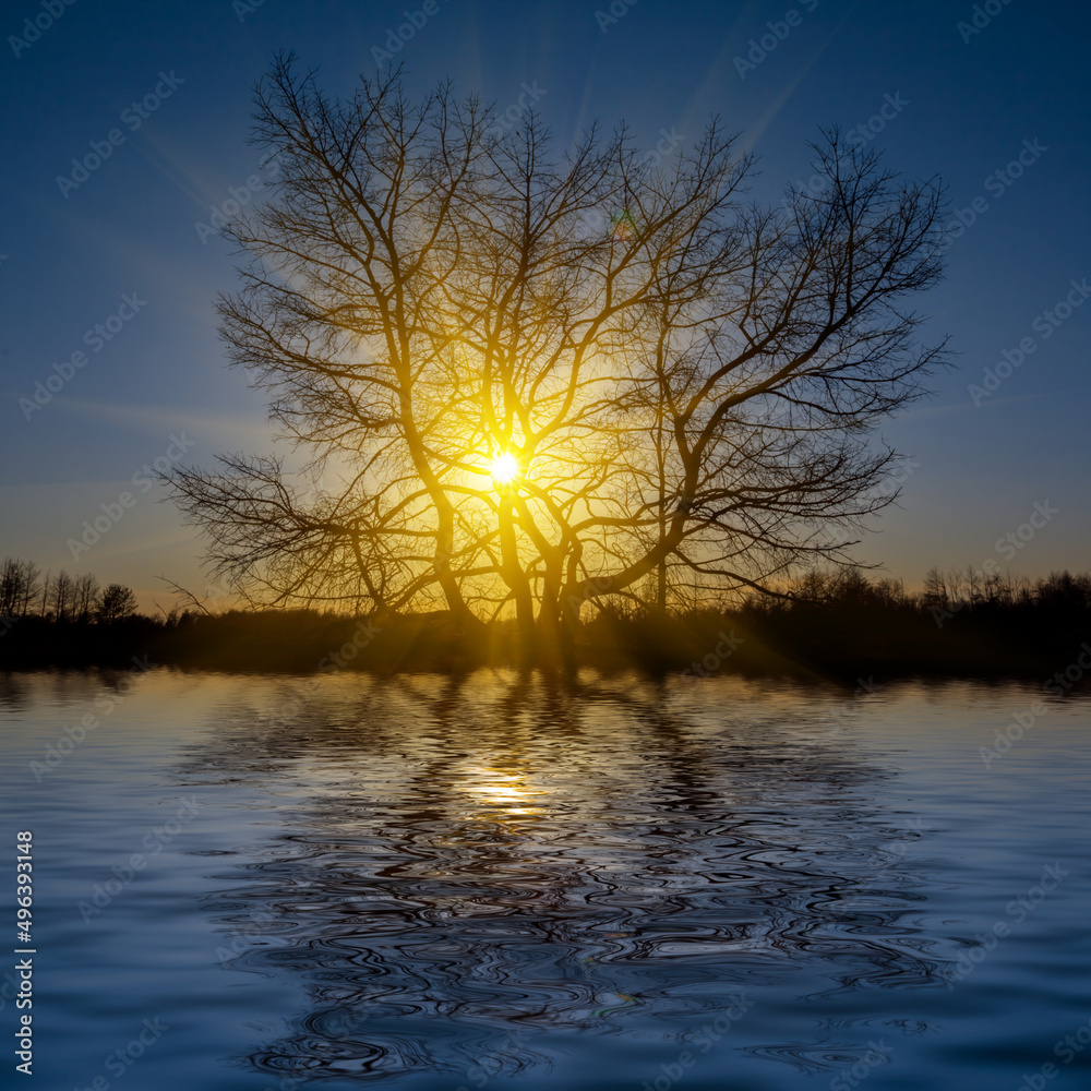 dramatic sunset push through the tree silhouette reflected in water