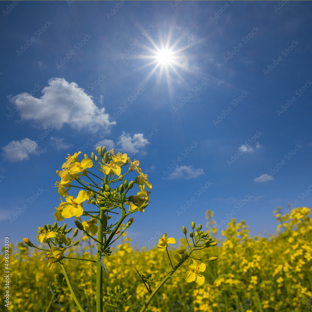 Obraz premium yellow rape field under a sparkle sun, summer natural agricultural scene