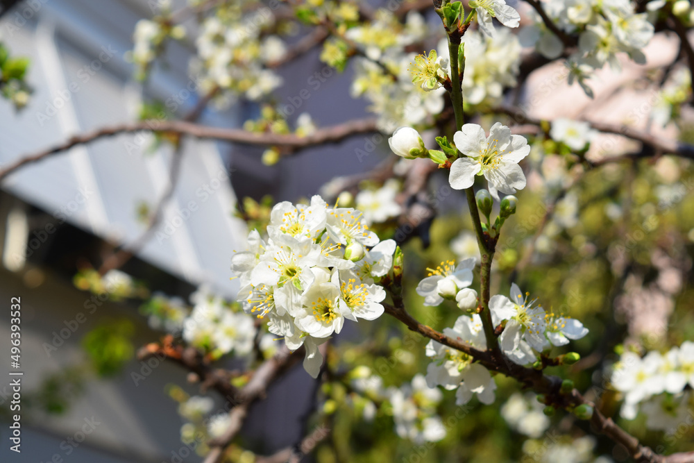 white cherry flowers, spring, tree blossoms
