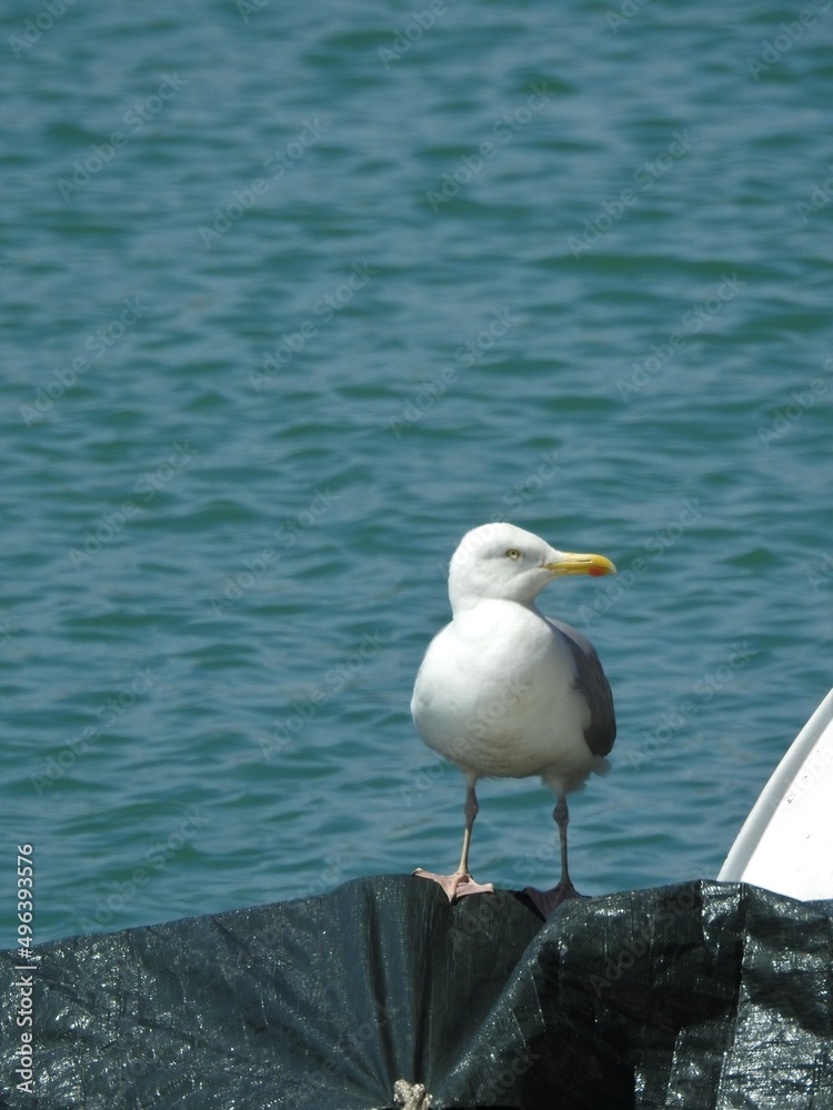 Seagull stands on a tarpaulin against the background of water Seagull stands on a tarpaulin against the background of water