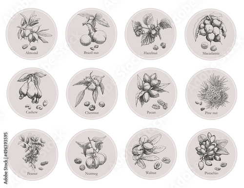 Set templates 12 type of nuts plants seeds. Composition in circle outline elements. Hand drawn illustration for design packaging label logo. Walnut cashew peanut macadamia pecan brazil nut pinenut