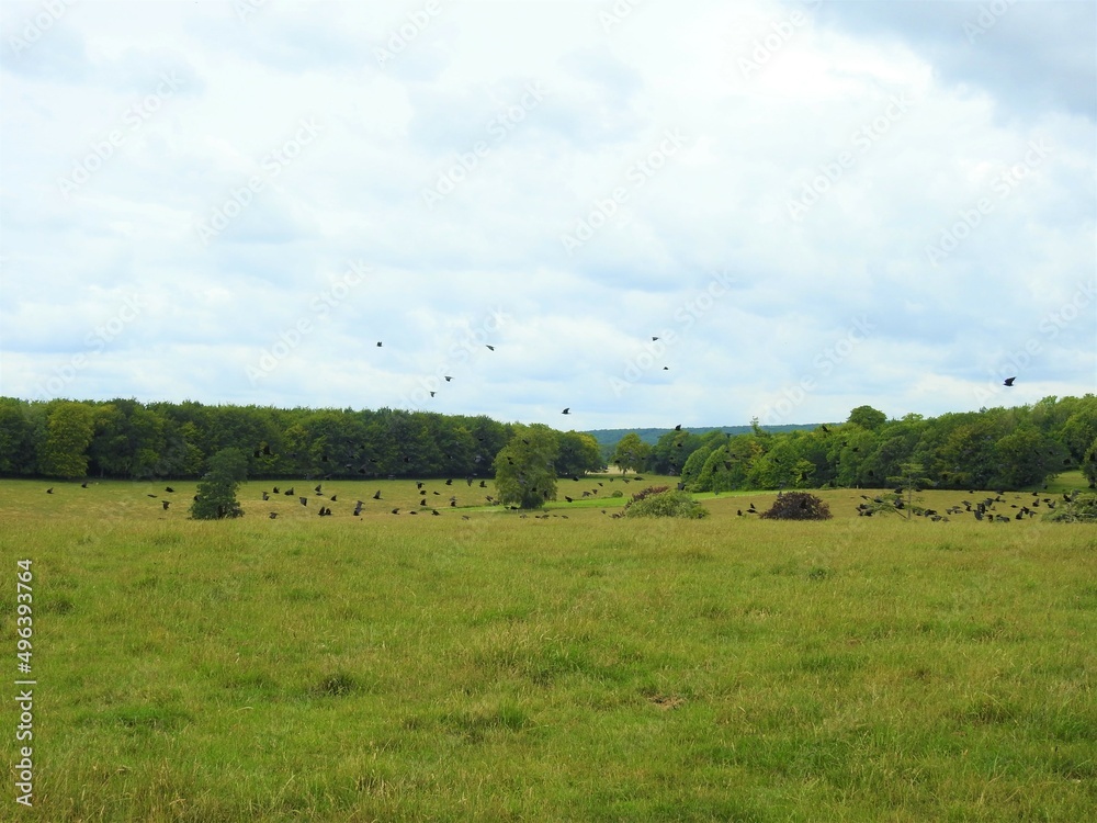 Grassy terrain with trees and numerous black birds
