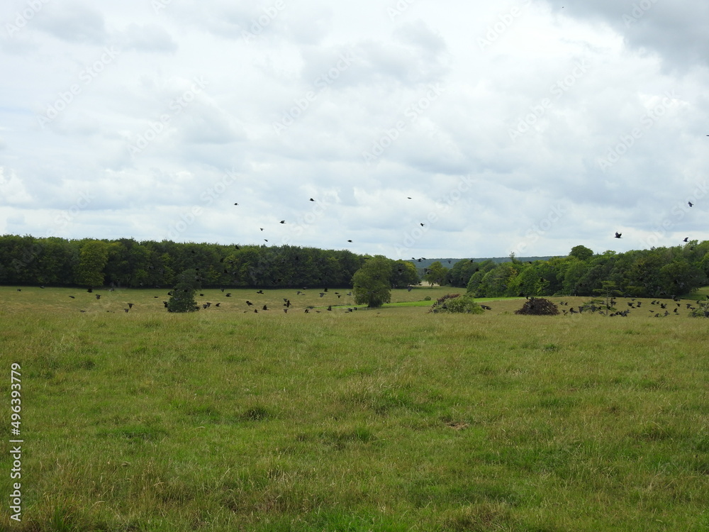 Fototapeta premium Grassy terrain with trees and numerous black birds