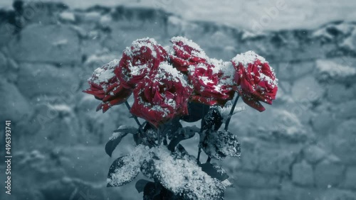 Roses In Snowfall Monochrome Abstract