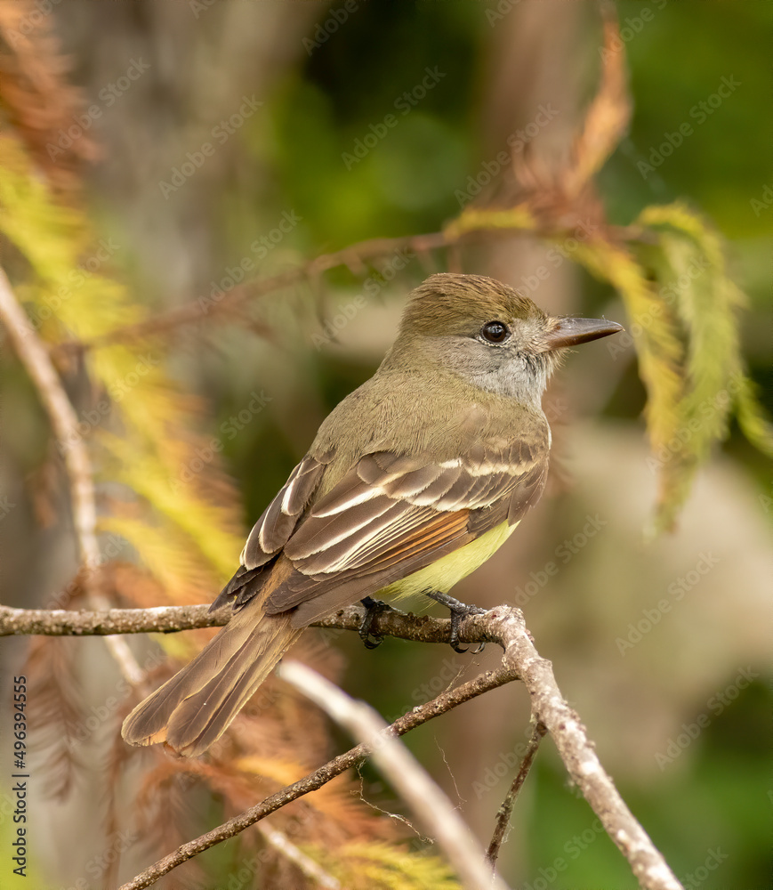 A great-crested flycatcher perched on a branch A great-crested flycatcher perched on a branch