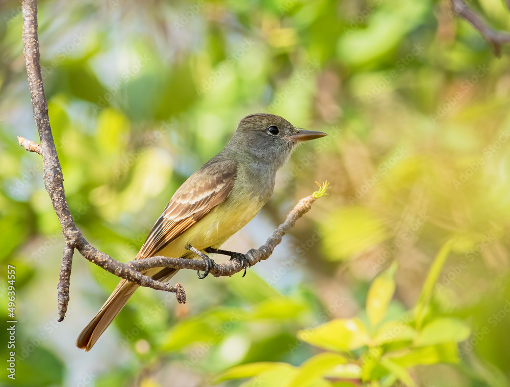 Fototapeta premium A great crested flycatcher perched in a tree 