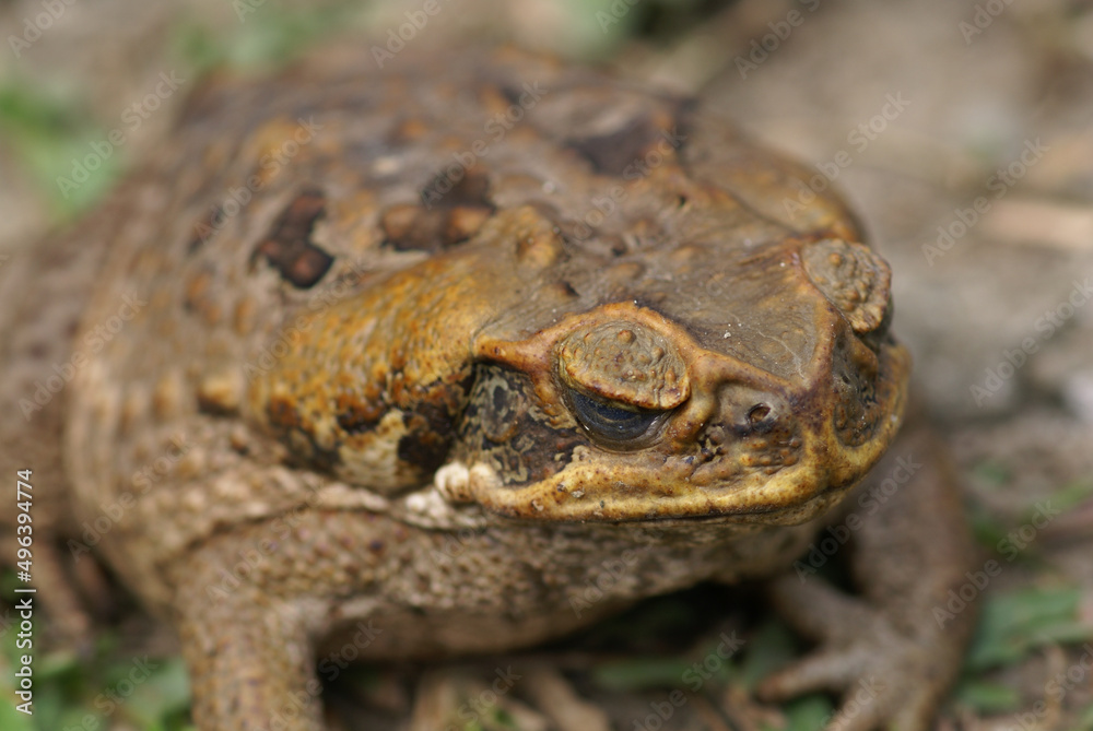 Fototapeta premium Dry Cane Toad
