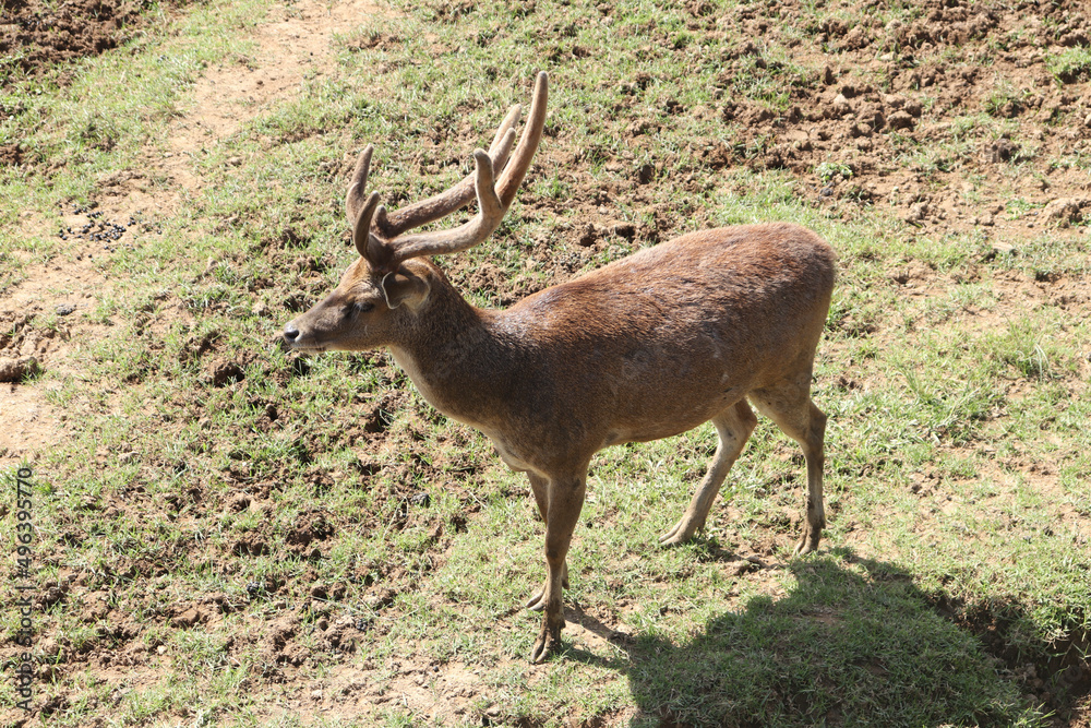 Deer with horns standing in captivity on a sunny day Deer with horns standing in captivity on a sunny day