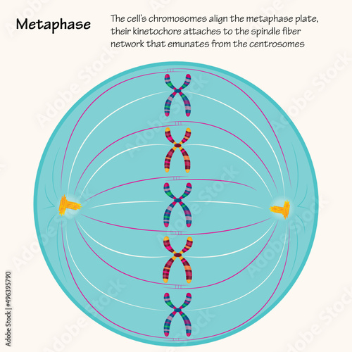 Metaphase of cell division photo