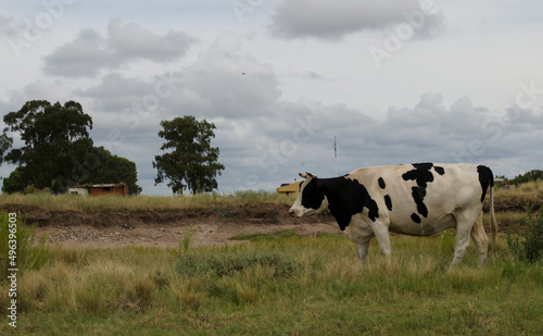a black and white cow in the field