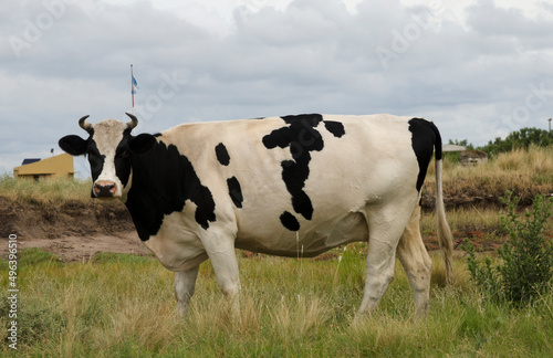 white cow with black spots  in the field