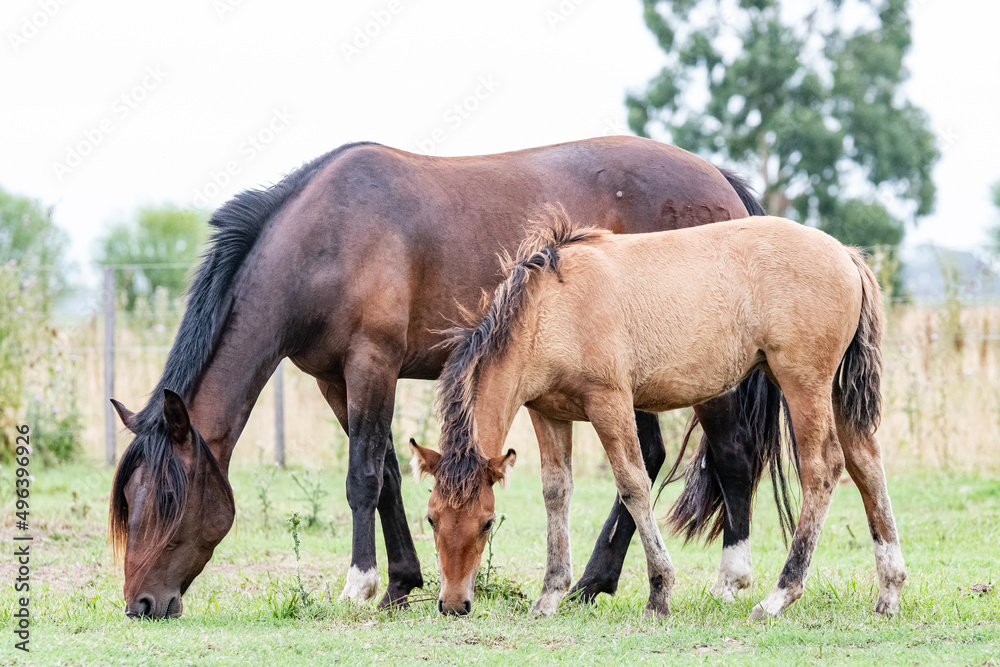 caballos criollos caballos criollos